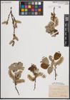 Foto von Salix caprea L.